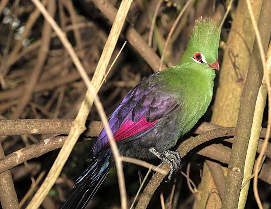 Big Tree House Lodge