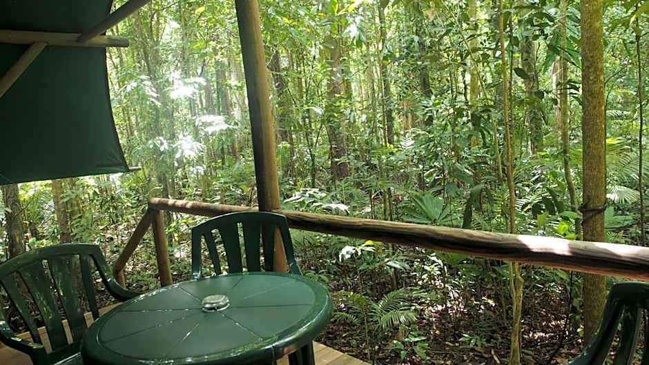 Daintree Crocodylus