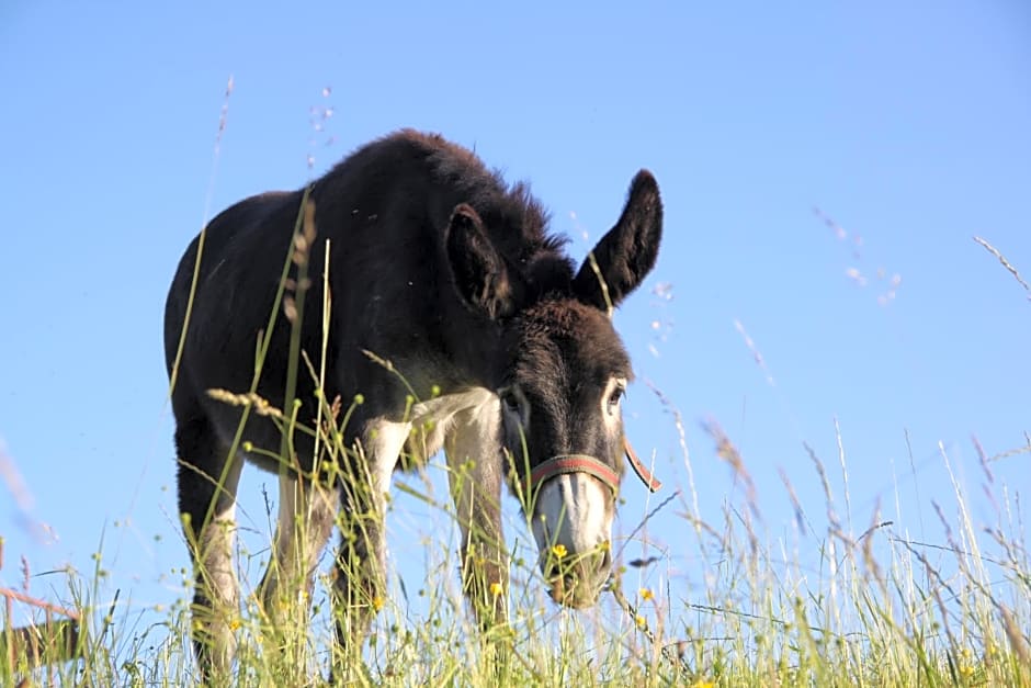Domki w Dolinie Wieżycy