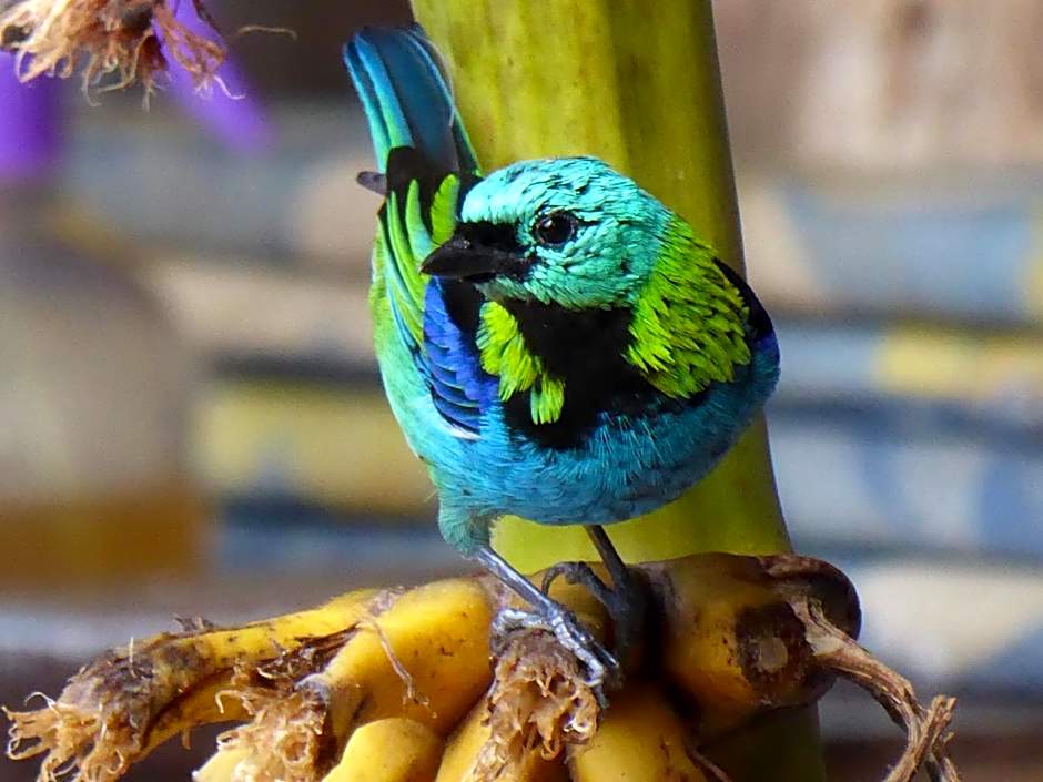 Brisa da Mata Ecolodges