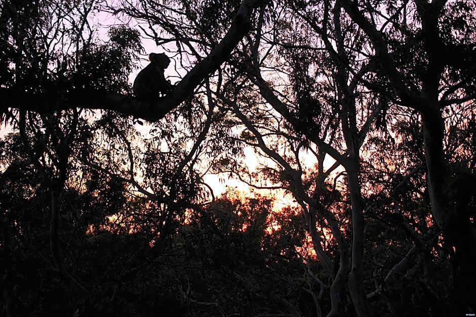 Bimbi Park - Camping Under Koalas