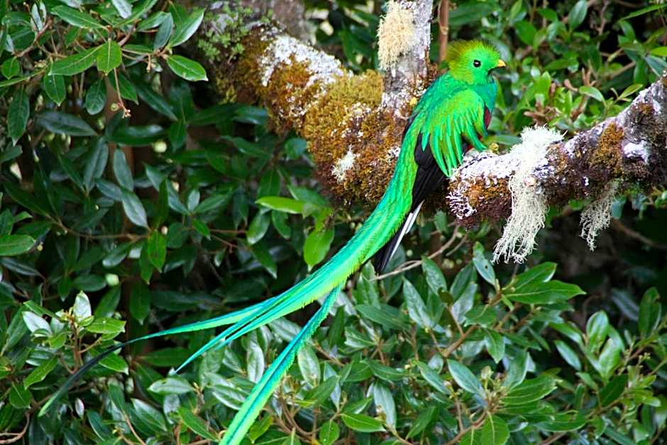 Dantica Cloud Forest Lodge