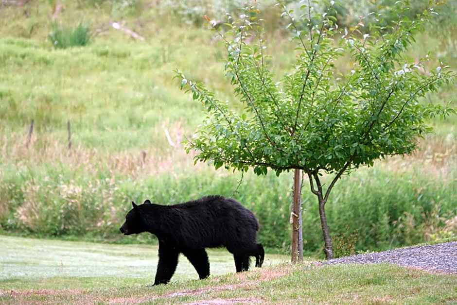 Beaver Hut Bed And Breakfast