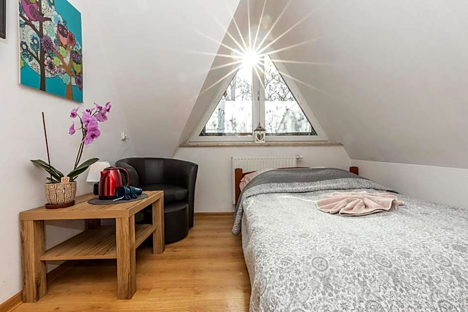 Brzoza w centrum Zakopanego