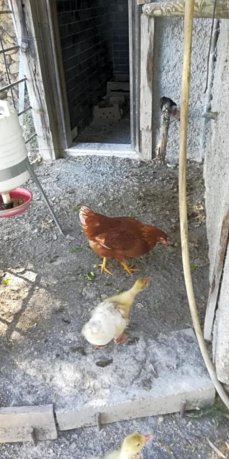 La Gallina Nel Castello