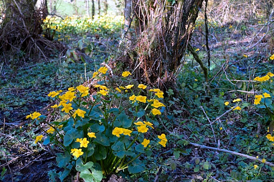 Troedyrhiw Bed & Breakfast