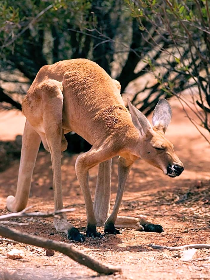 ibis Styles Alice Springs Oasis