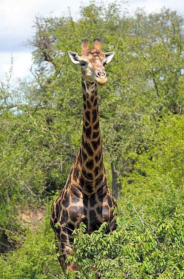 Baluleni Safari Lodge