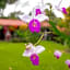 Volcano Lodge, Hotel & Thermal Experience