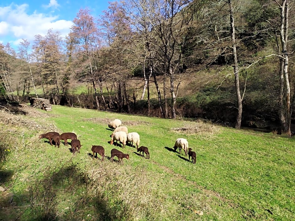 Chambre Cévennes: Piscine, lamas, rivière