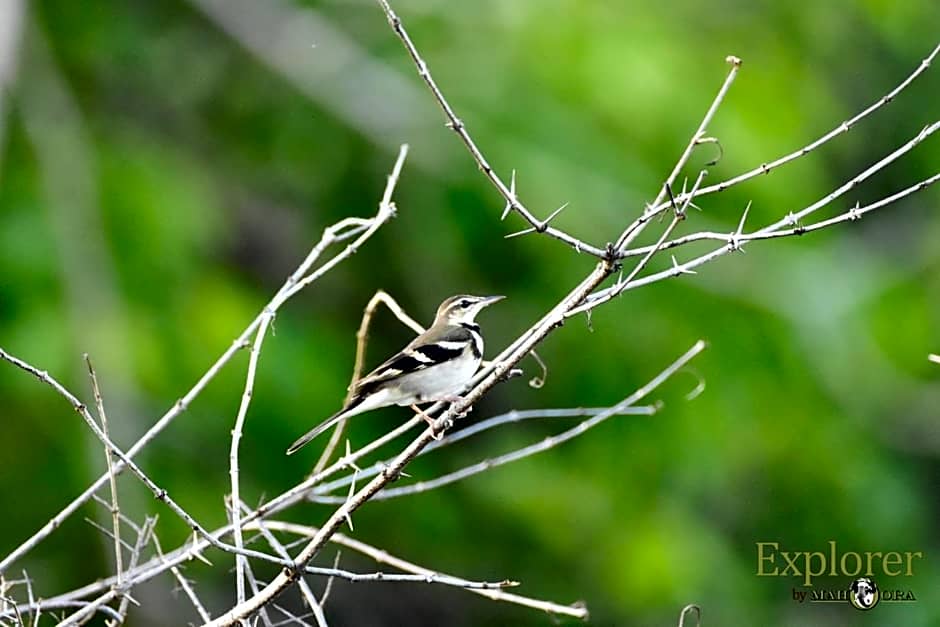 Explorer by Mahoora - Wasgamuwa