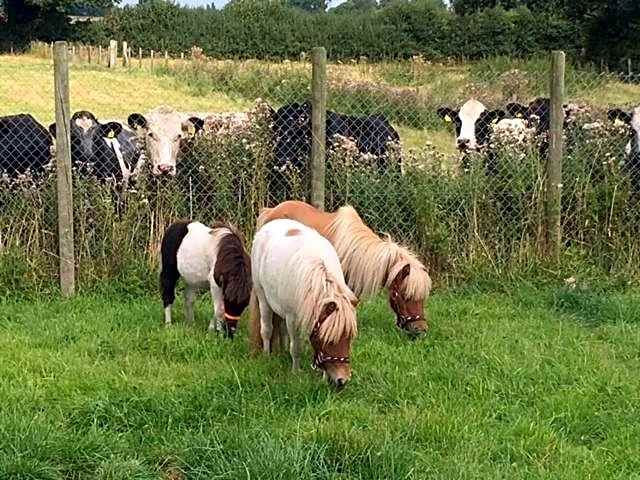 The Moorhead Bed & Breakfast