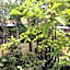 Masugataya Ryokan