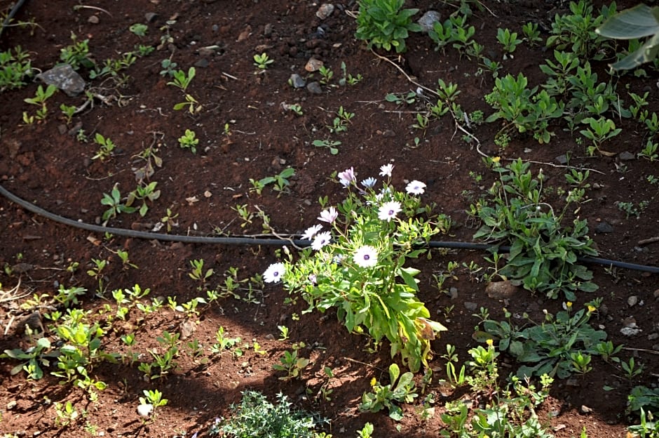 Sofia - Mythos Beach Aparthotel