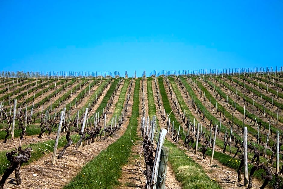 Vignoble Château Piéguë - winery
