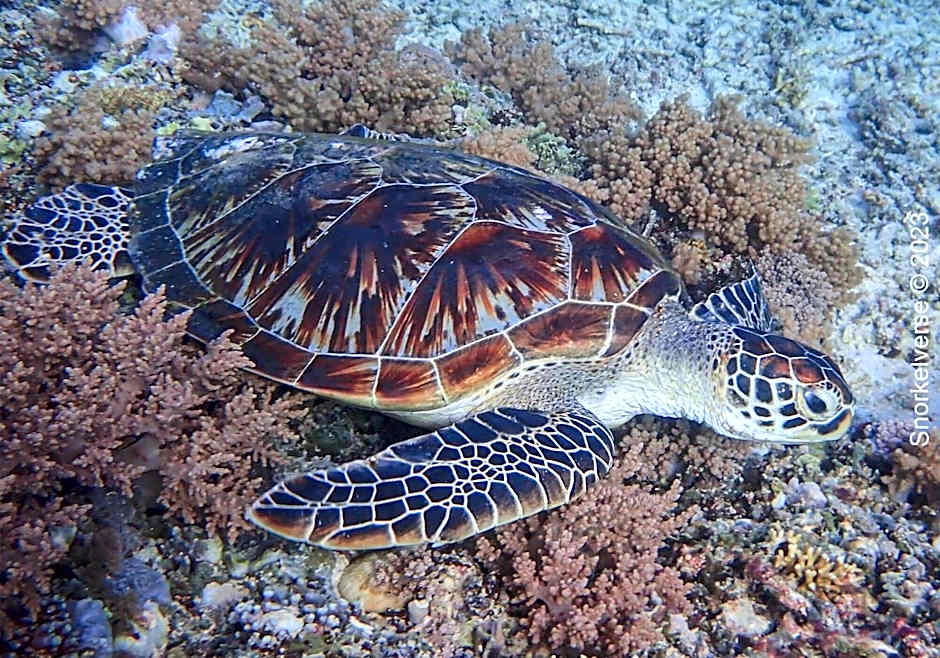 Kampung Meno Bungalows