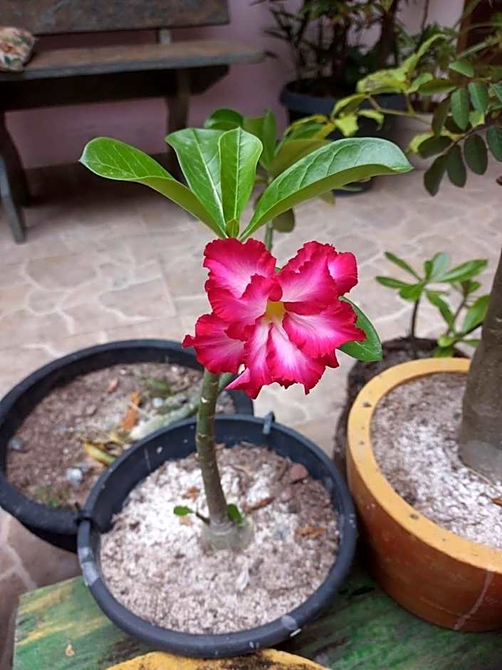 Pousada Betel - Moradas Familia Betel