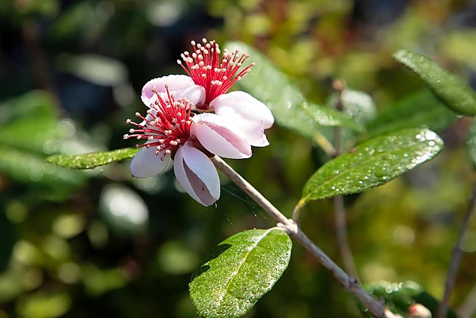 O'Myosotis - 400m Centre Historique - Parking Gratuit - Piscine et Jardin