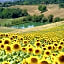 Agriturismo Il Sarale - Umbria