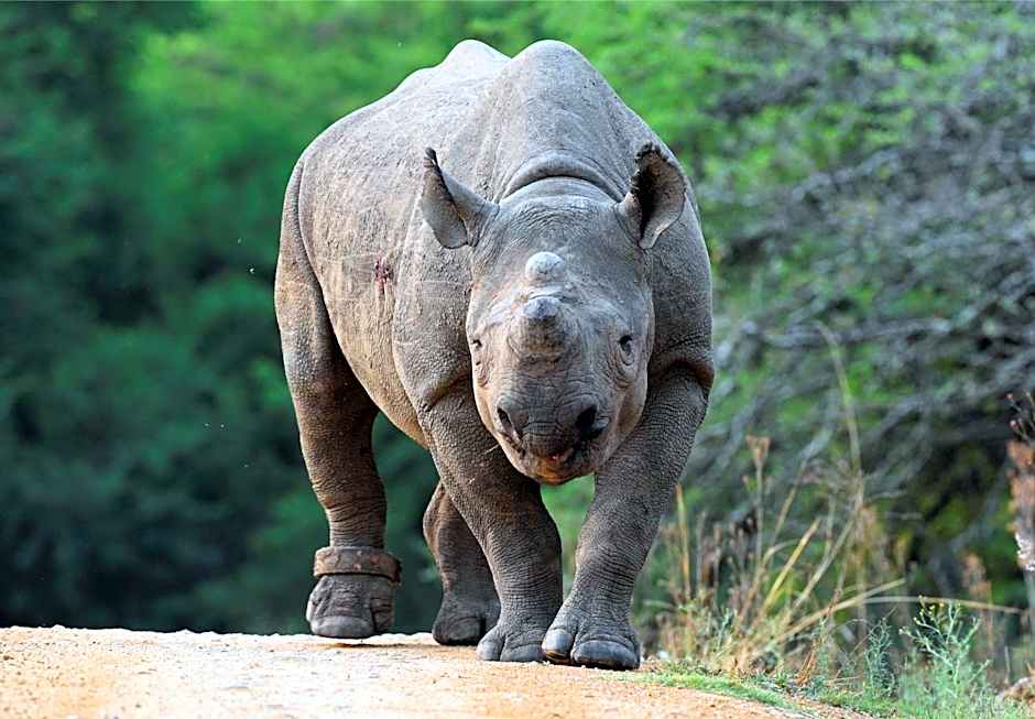 Zulu Rock Lodge - Babanango Game Reserve