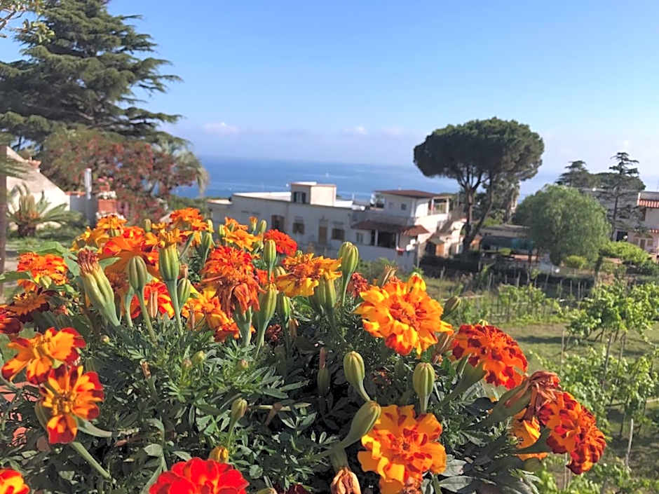 Villa Araucaria