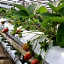 Strawberry Garden Hotel