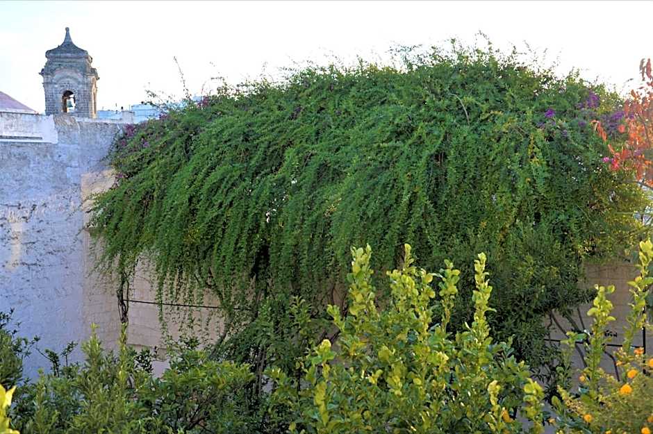 Il Sogno delle Benedettine