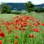 Le Repos Coquelicot