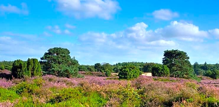 Luxe Natuurhuisje met jacuzzi en haard in Drenthe, ECHTEN