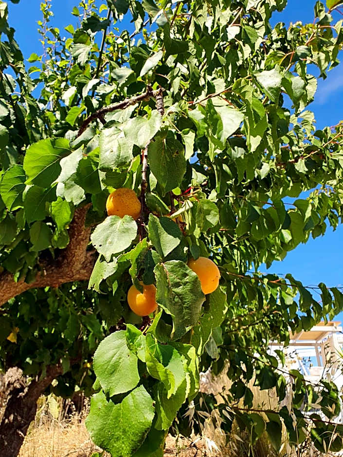 Trullo Oasi Veronica