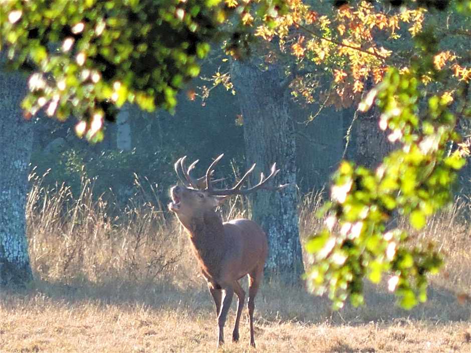 Chambres entre Romorantin-Chambord-Zoo de Beauval - Orée du Bois en Sologne