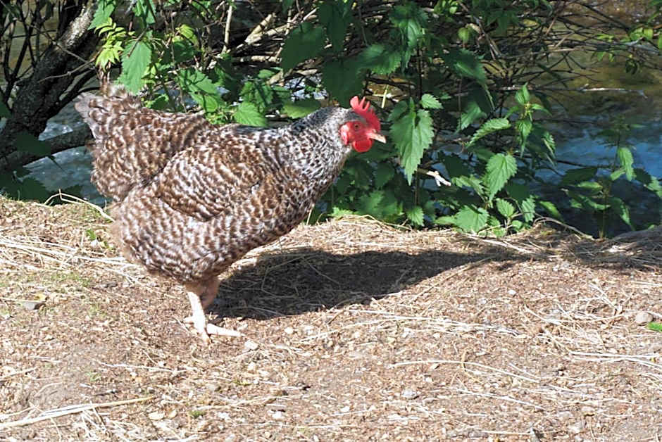 Landhotel Lacknerhof