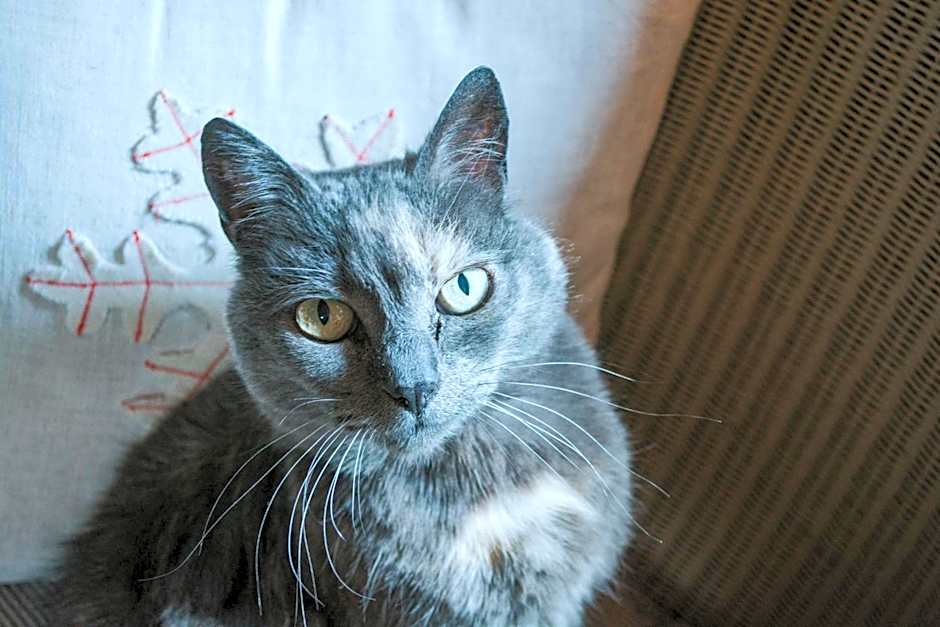 Crackenback Farm Guesthouse