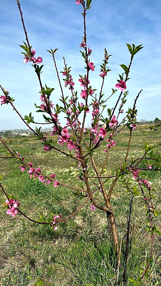 Villa Remedios -rooms in private house-