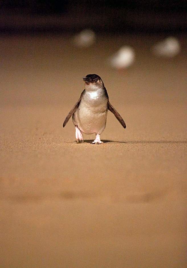 BIG4 Ingenia Holidays Phillip Island