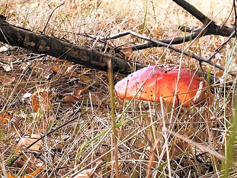 Bed&Breakfast Jonker