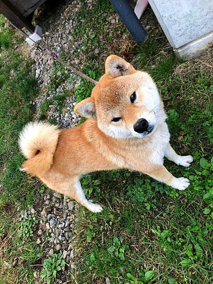 Azumino Backpackers 山の風