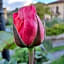 B&B Le rose di Paola