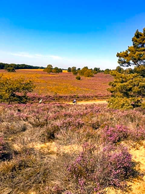 Acacia 1 Hengelhoef