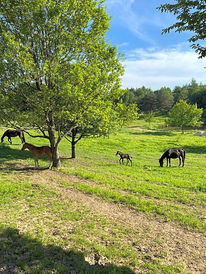 Koziula - Domki i Leśne SPA na Kaszubach