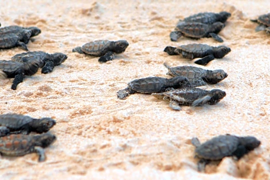 Hotel Pousada Butias