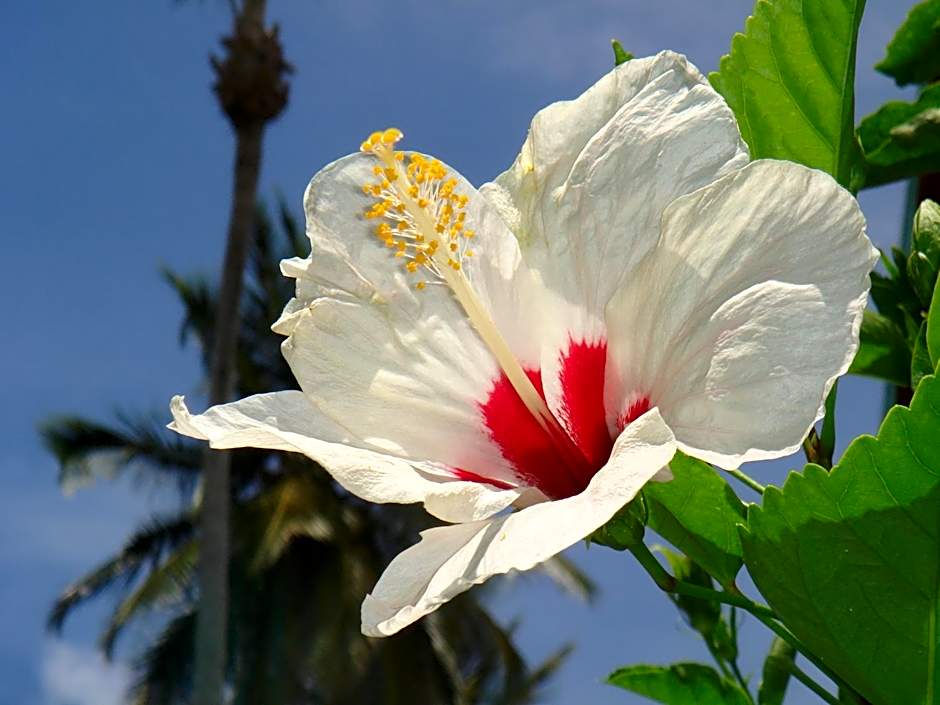 Hotel Playa Colibri