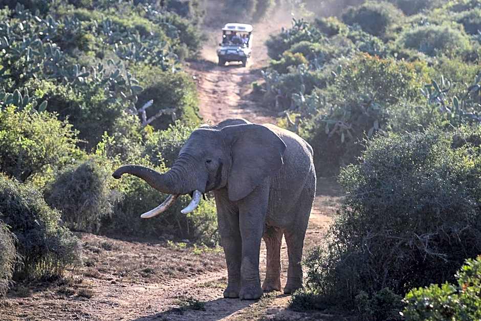 Addo Elephant Safari Lodge - Bellevue Forest Reserve