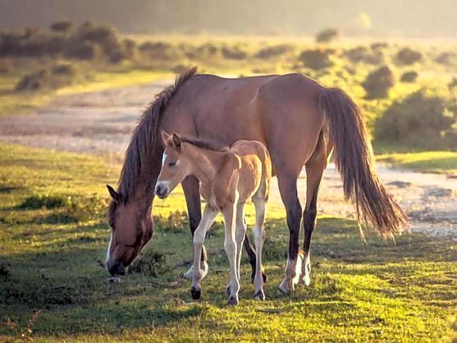 Freemantle Solent Lodge