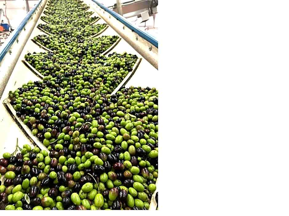 Poderi di Tragliatella