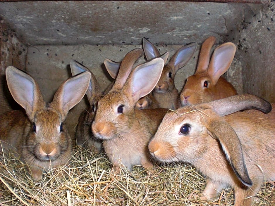 la grange aux hirondelles