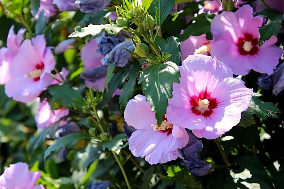 Joia Hotel & Luxury Apartments