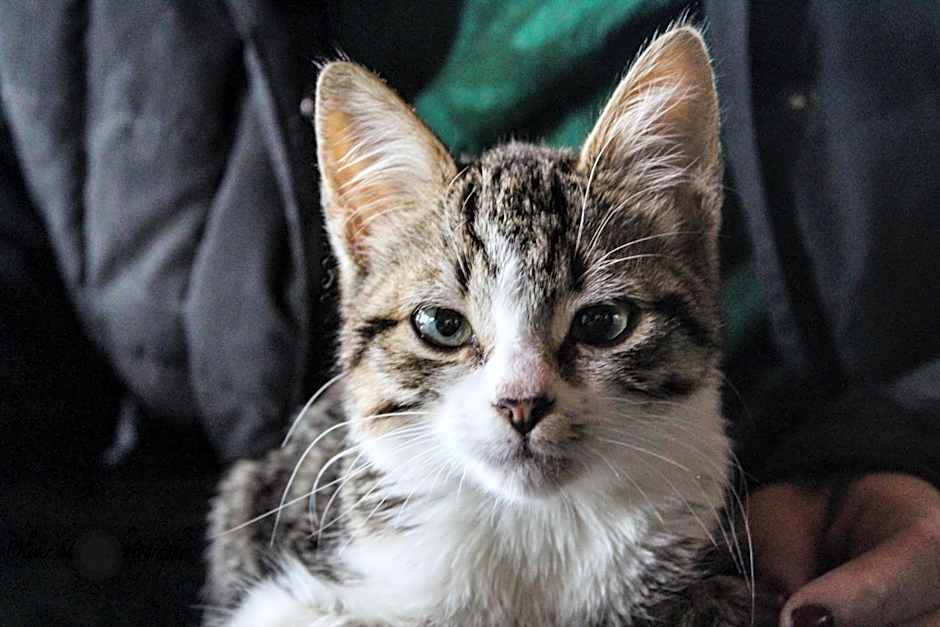 Tomah Retreat - Studio CHILL with fireplace and clawfoot bath