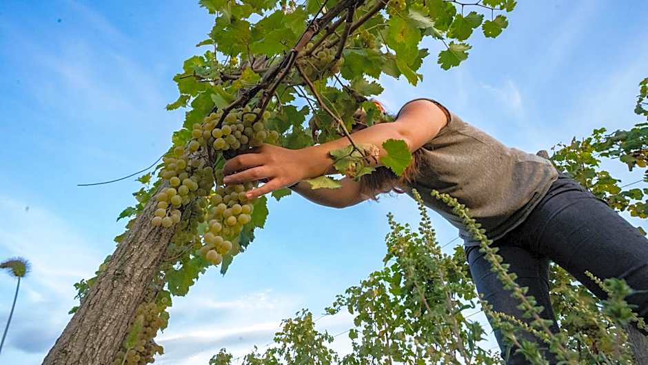 Château Mosmieri Hotel & Winery