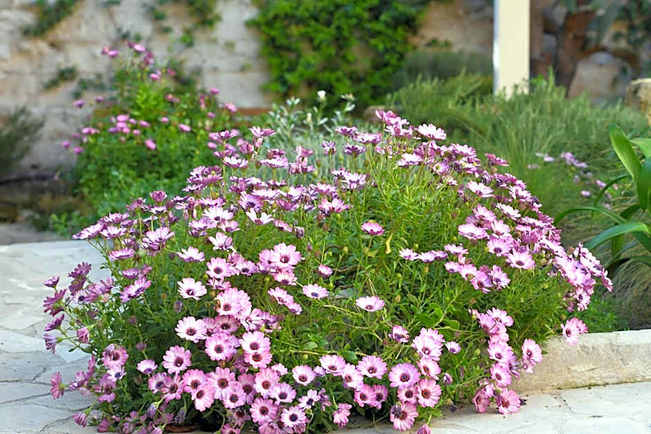 Il Giardino Di Benedetta